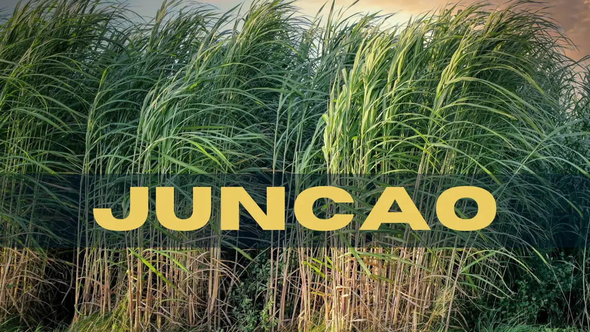 Technologie Juncao, pour le développement durable de l’agriculture et de l’élevage